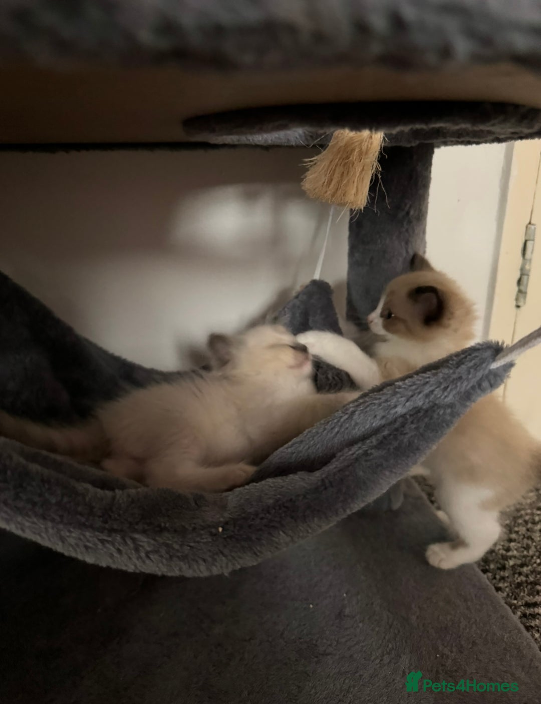 Ragdoll cats for sale: Ragdoll kittens for sale in Romford - Image 15
