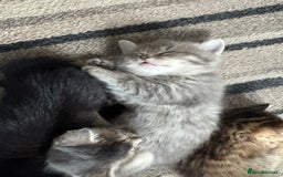 Domestic Shorthair cats for sale: Grey Tabby Kitten - Image 9