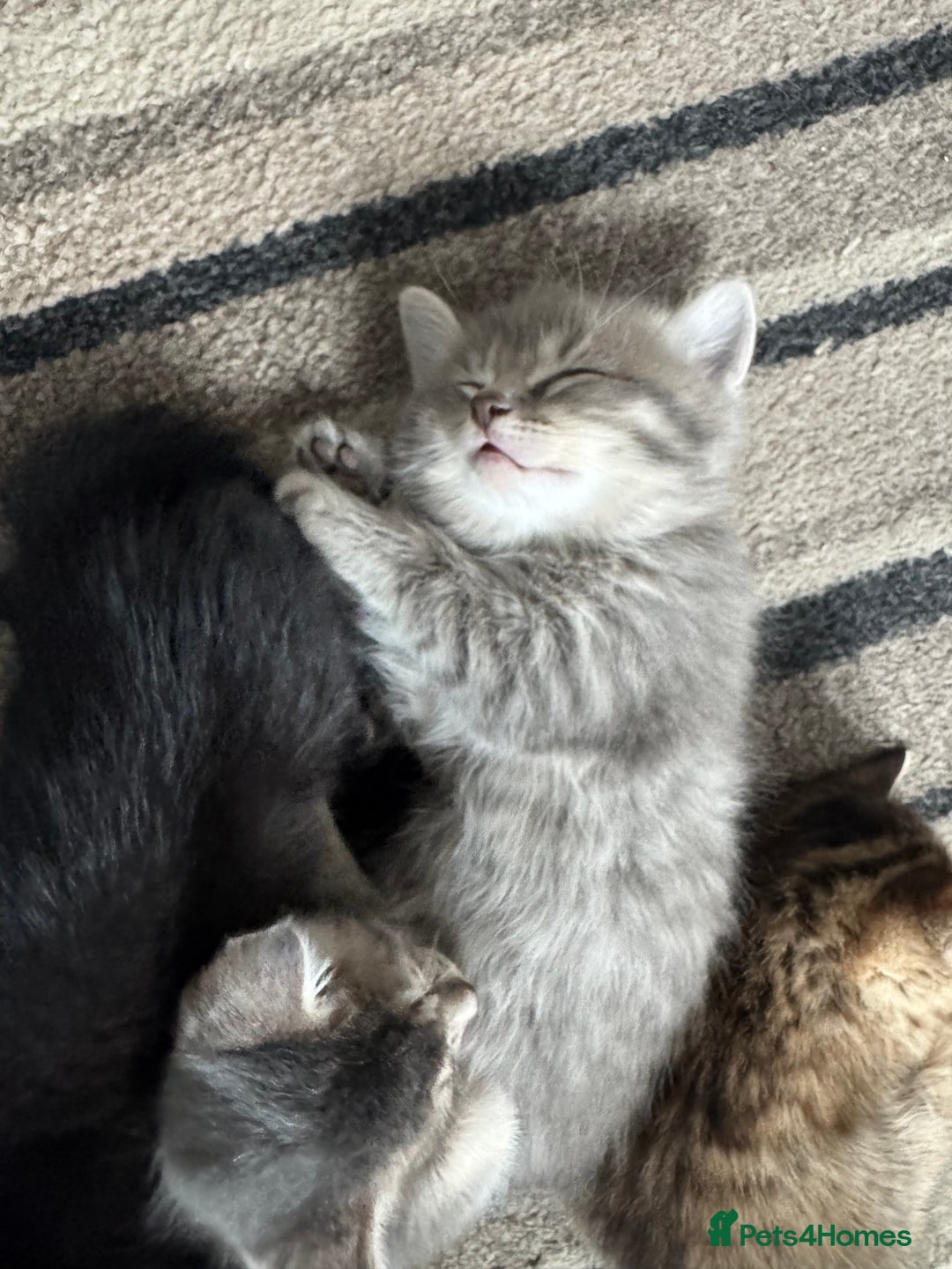 Domestic Shorthair cats for sale: Grey Tabby Kitten - Image 9