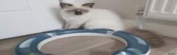 Ragdoll cats for sale: RAGDOLLS SEAL POINT BICOLOUR GIRLS BLUE EYES  - Advert 20