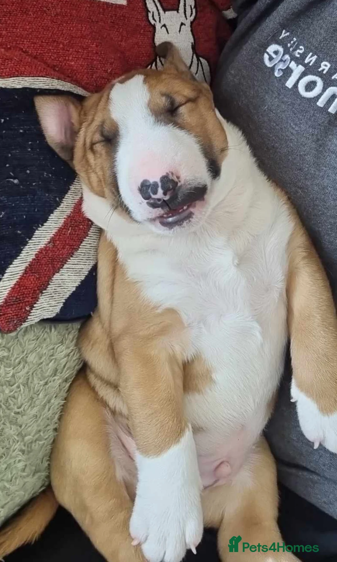 English Bull Terrier dogs for stud: Bull terrier at stud  fully health tested  - Advert 11