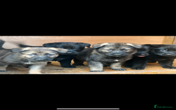German Shepherd dogs for sale: READY NOW CZECH LINE GERMAN SHEPHERD PUPPIES!! - Image 1