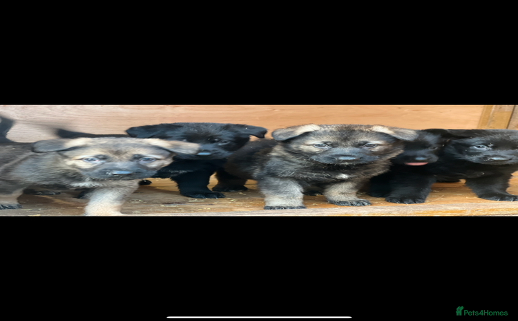 German Shepherd dogs - Advert 13