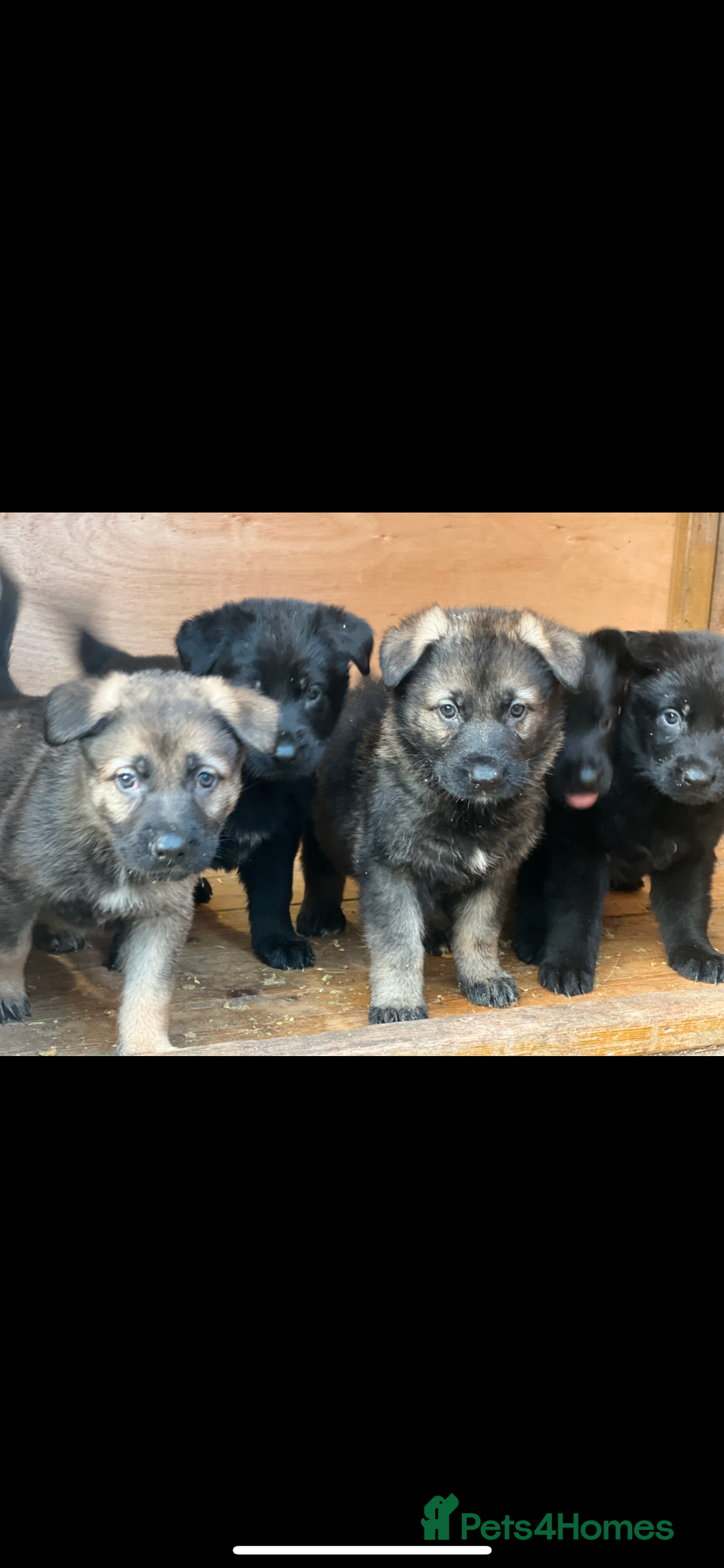 German Shepherd dogs for sale: READY NOW CZECH LINE GERMAN SHEPHERD PUPPIES!! - Image 1