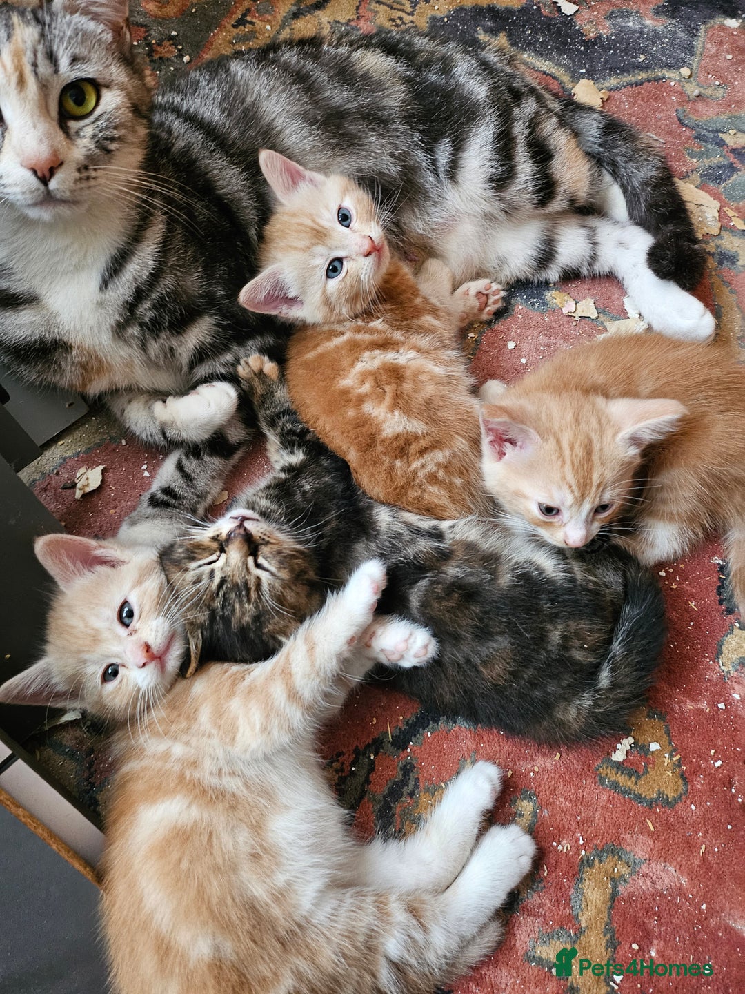 Mixed Breed cats for sale: Georous ginger female tabbies, grey tabby, torties - Advert 1