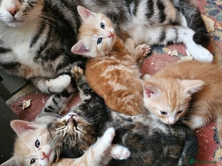 Mixed Breed cats Georous ginger female tabbies, grey tabby, torties - Advert 1