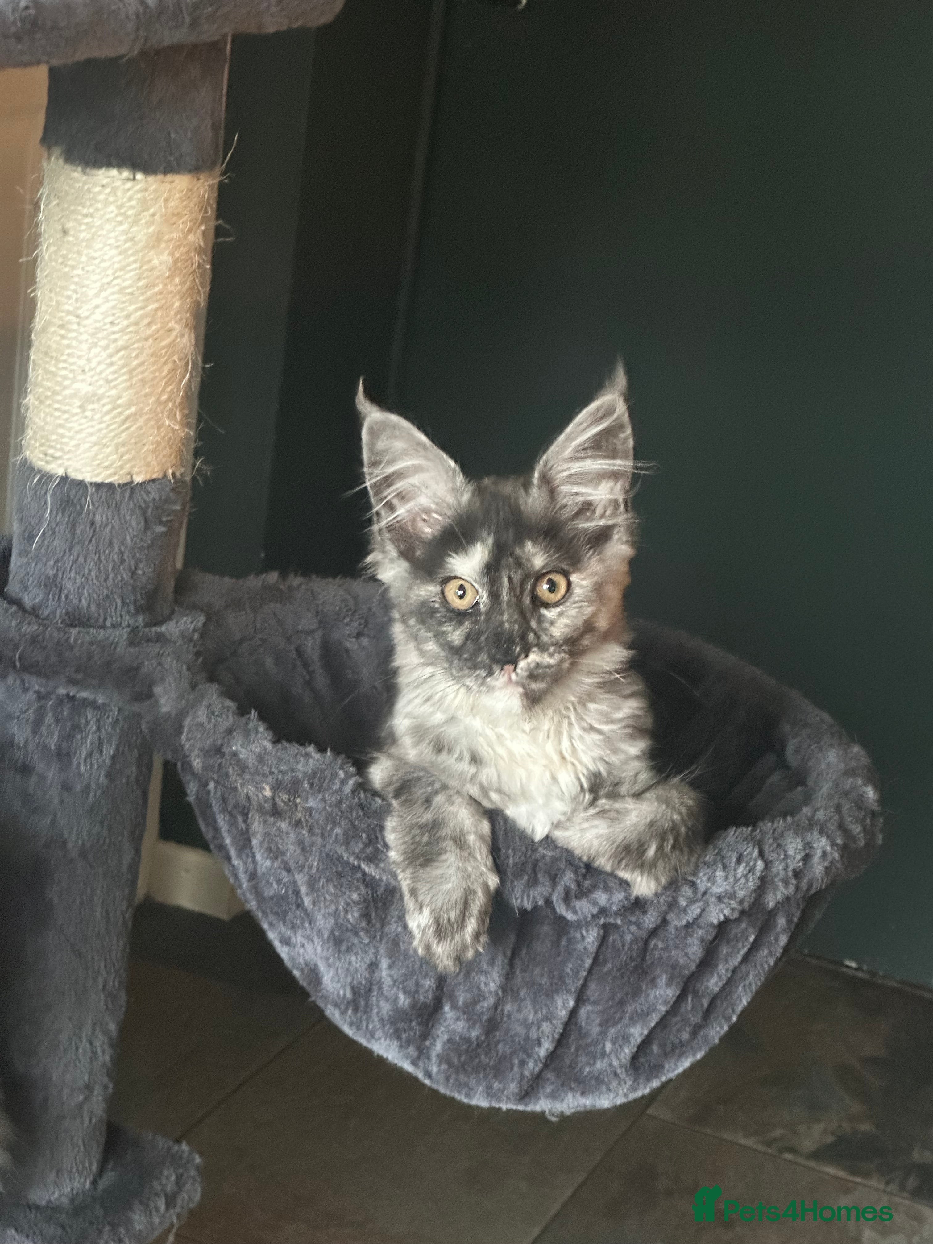 Maine Coon cats Tica Active Kittens ready now - Advert 1