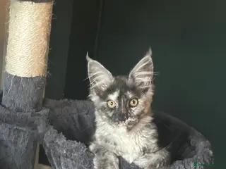 Maine Coon cats Tica Active Kittens ready now - Advert 6