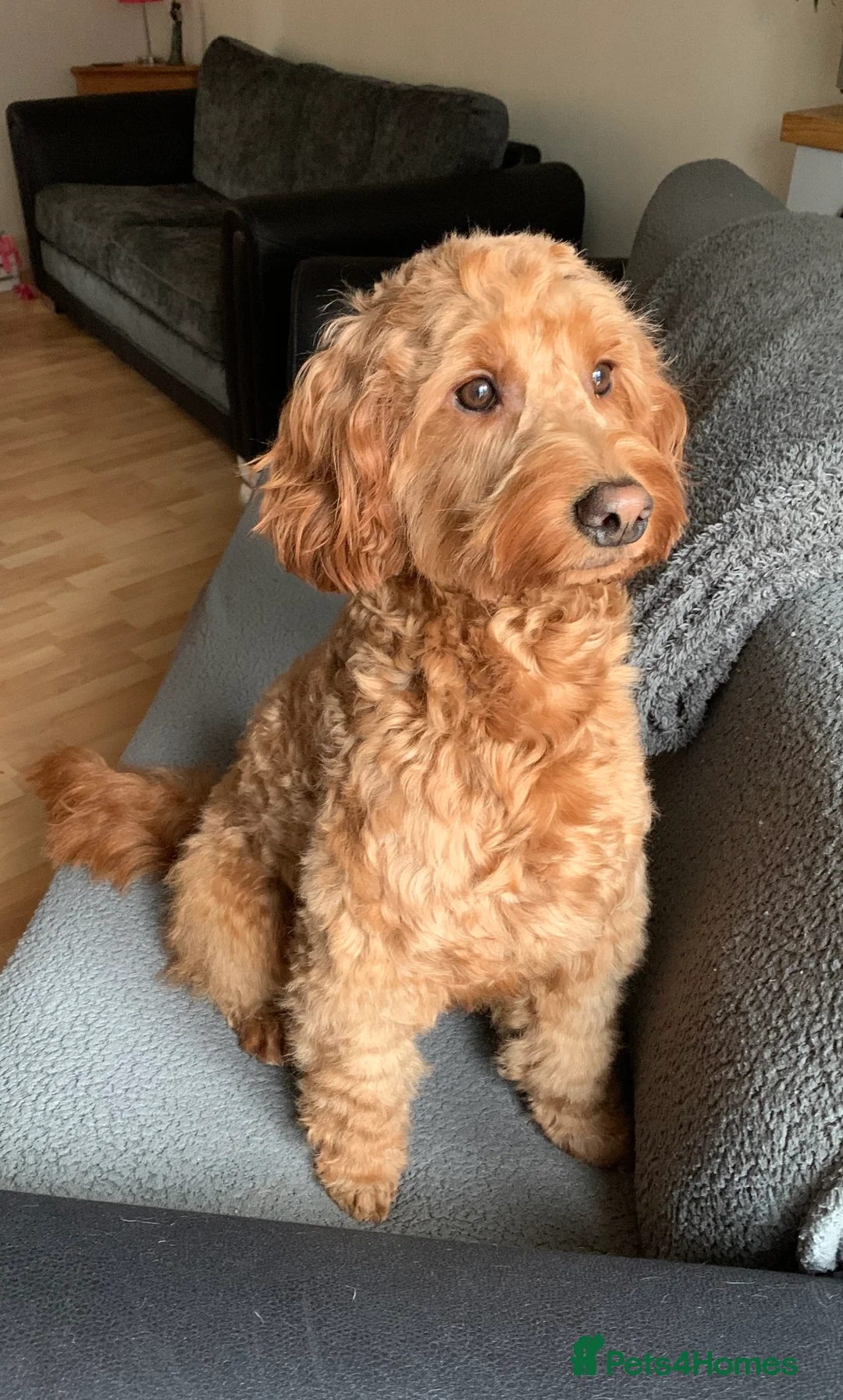 Irish Doodle dogs for stud: Gorgeous Deep Red Mini Irishdoodle for stud only in Totnes - Advert 12