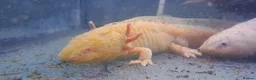 Axolotl reptiles for sale: Baby axolotls - Advert 35