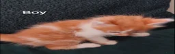 Mixed Breed cats for sale: 4 kittens  - Advert 7