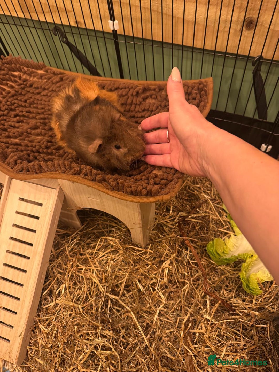 Guinea Pig rodents for sale: Two Guinea pigs for sale cage included  - Advert 3