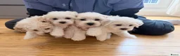 Bichon Frise dogs for sale: Bichon Maltese  - Advert 7
