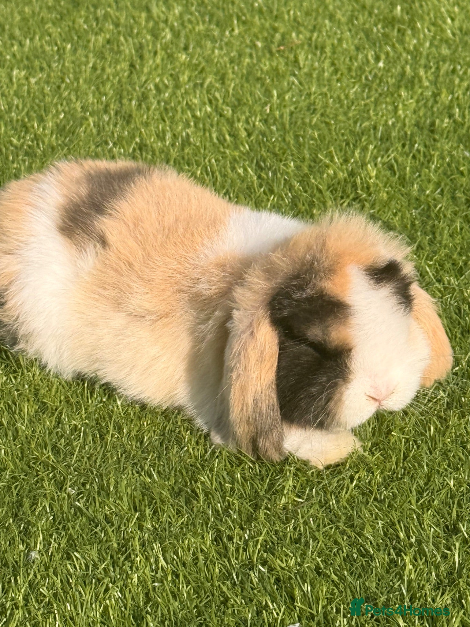 Mini Lop rabbits Beautiful small mini lop babies  - Advert 14