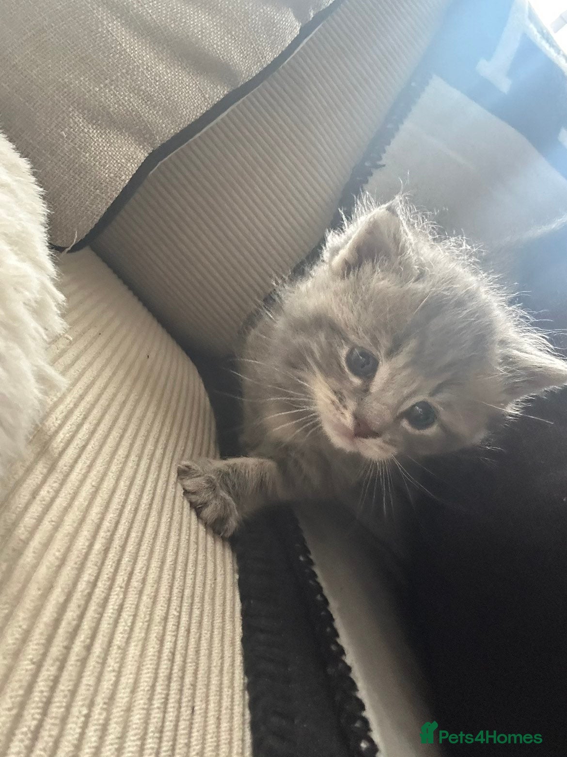 Maine Coon cats Mainecoon kittens grey smoke coats  - Advert 15