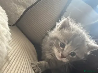 Maine Coon cats Mainecoon kittens grey smoke coats - Advert 15