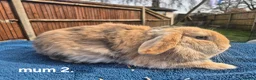 Mini Lop rabbits for sale: 3 x litters of gorgeous mini lop babies - Advert 22
