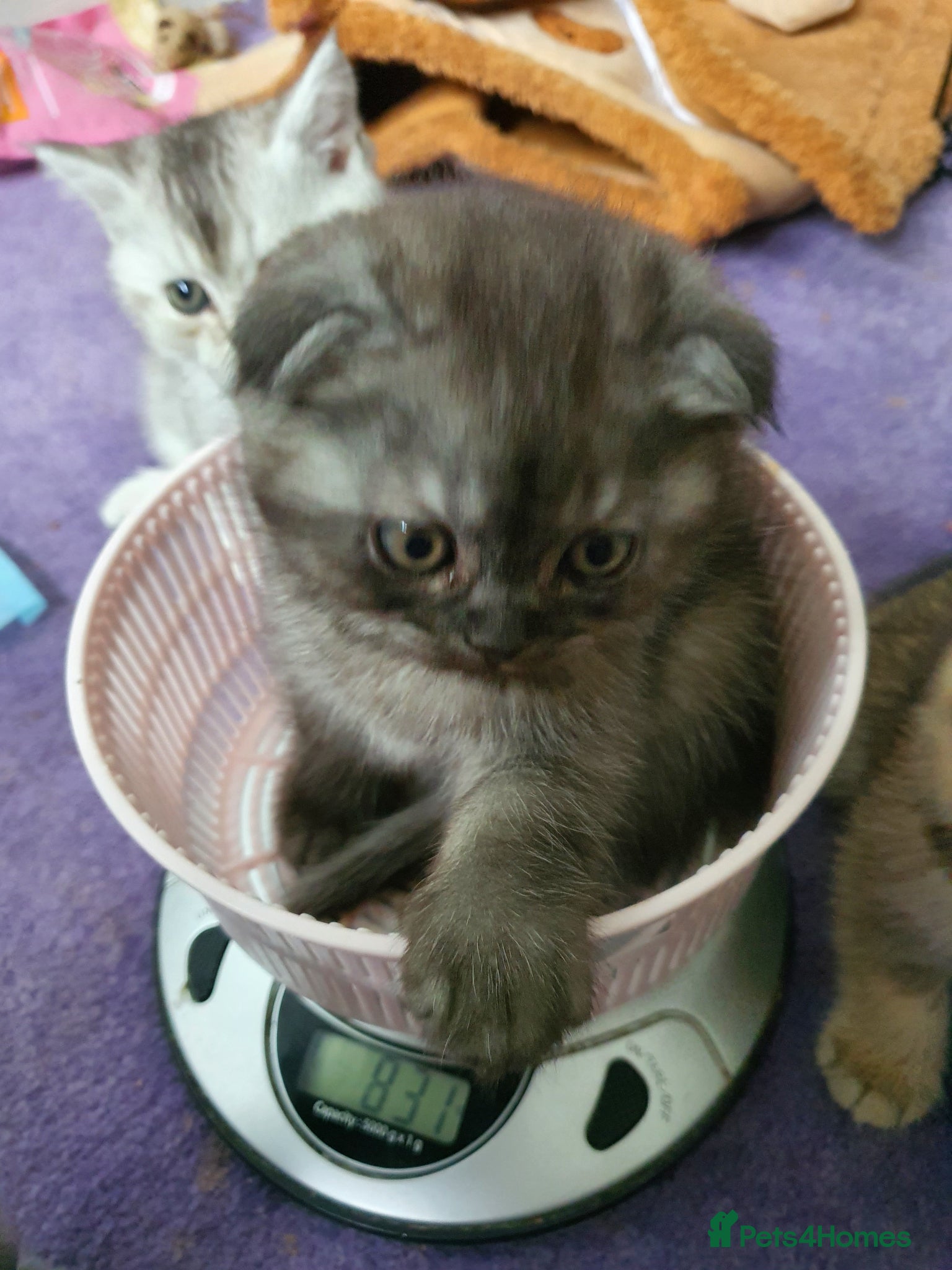 Scottish Fold cats 🐾 Adorable Scottish Fold Kittens  - Advert 2