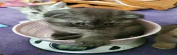 Scottish Fold cats for sale: 🐾 Adorable Scottish Fold Kittens  - Advert 3