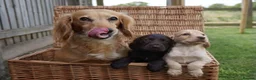 Cocker Spaniel dogs for sale:  Cocker spaniel puppies for sale  - Advert 5