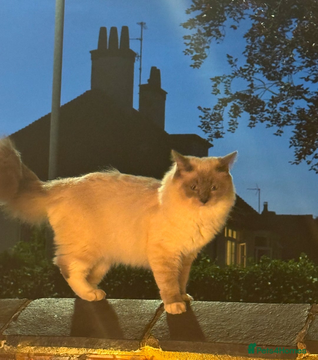 Domestic Shorthair cats for sale: Heartbreakingly a marriage breakup forces rehome - Image 11
