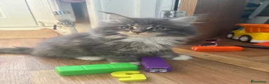 Maine Coon 1
