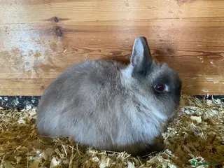 Netherland Dwarf rabbits Netherland dwarf trio - Advert 9