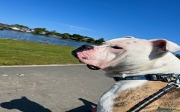 American Bulldog dogs for stud: American Bulldog for stud (read description)  in Newcastle upon Tyne - Image 2