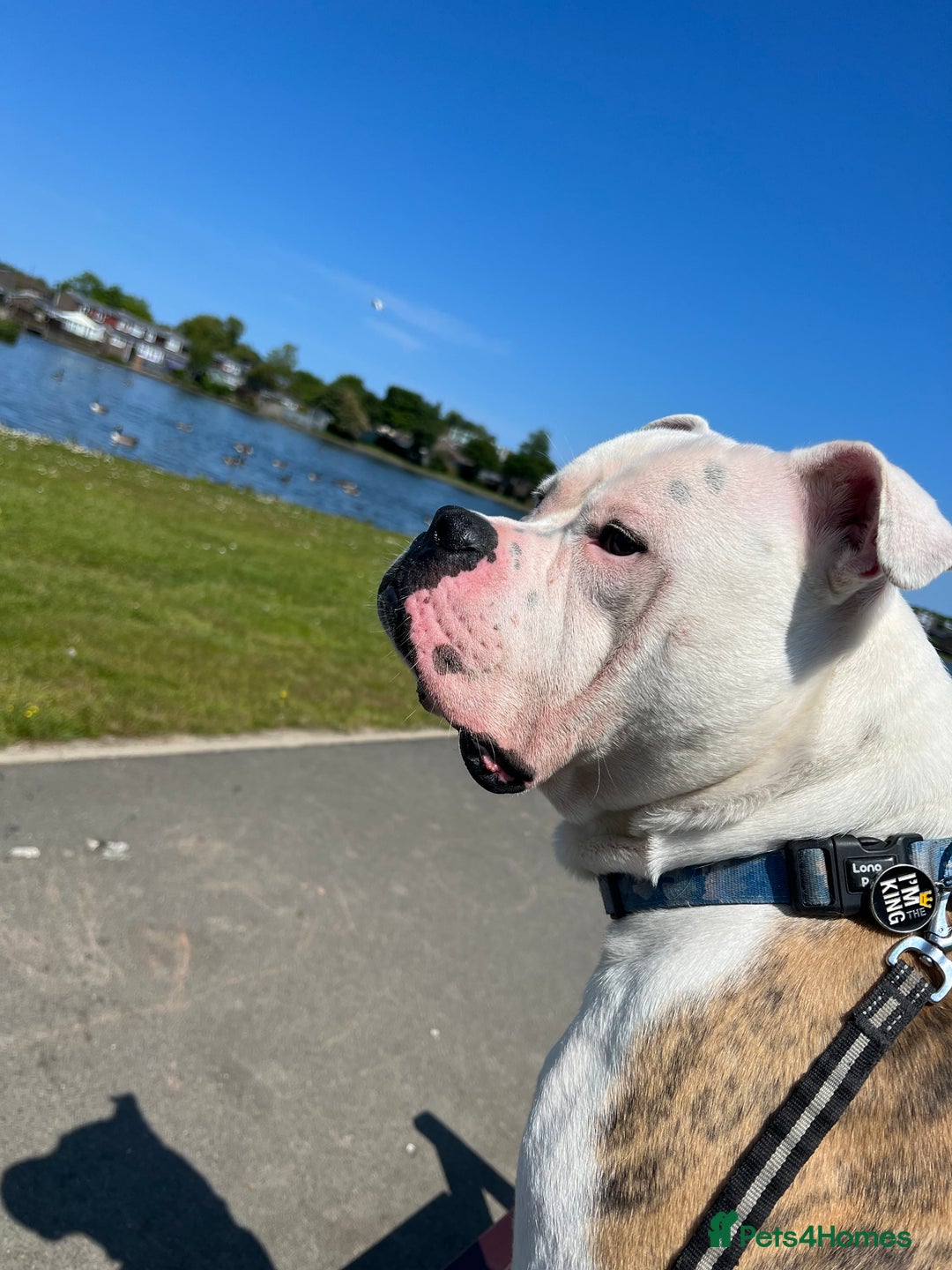 American Bulldog dogs for stud: American Bulldog for stud (read description)  in Newcastle upon Tyne - Image 2