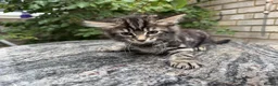 Maine Coon cats for sale: Maine Coon Bengal Cross Kittens - Advert 15