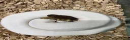 Python Snake reptiles for sale: Pie Ball Python - 2 years old - Advert 3