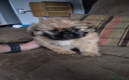 Mixed Breed dogs for sale: Shih Tzu pekingnese cross - Image 2