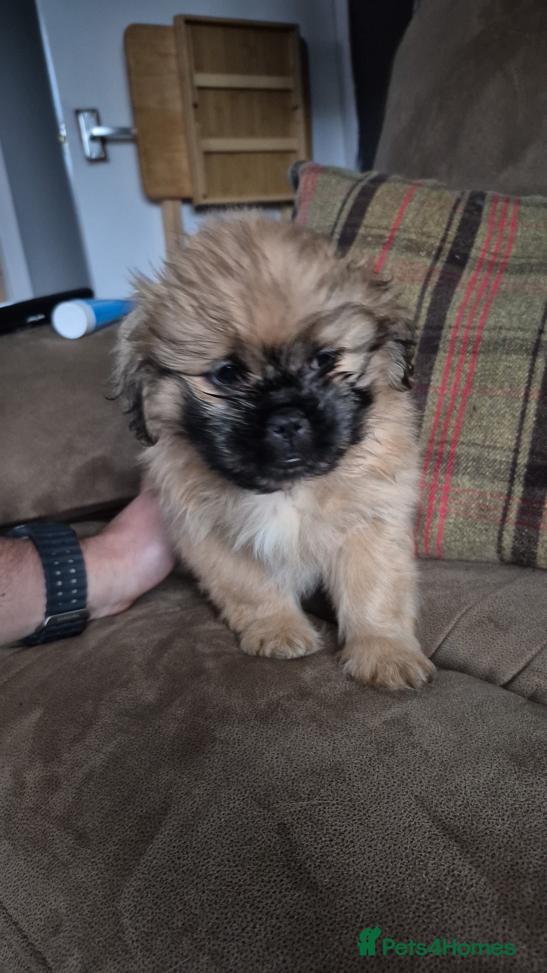 Mixed Breed dogs for sale: Shih Tzu pekingnese cross - Image 2