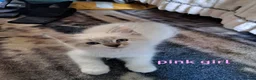 Ragdoll cats for sale: 4 beautiful kittens 💙💜 - Advert 3