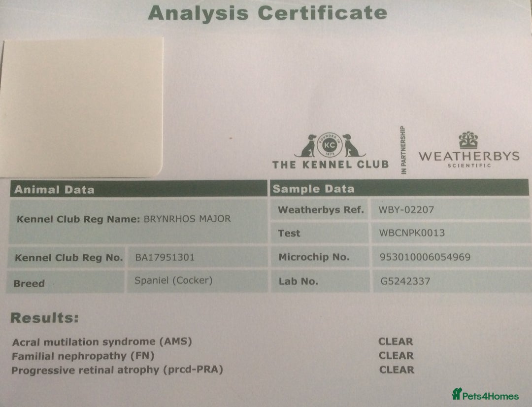 Cocker Spaniel dogs for stud: Boris (Bryn Rhos Major) for stud in Ammanford - Advert 20