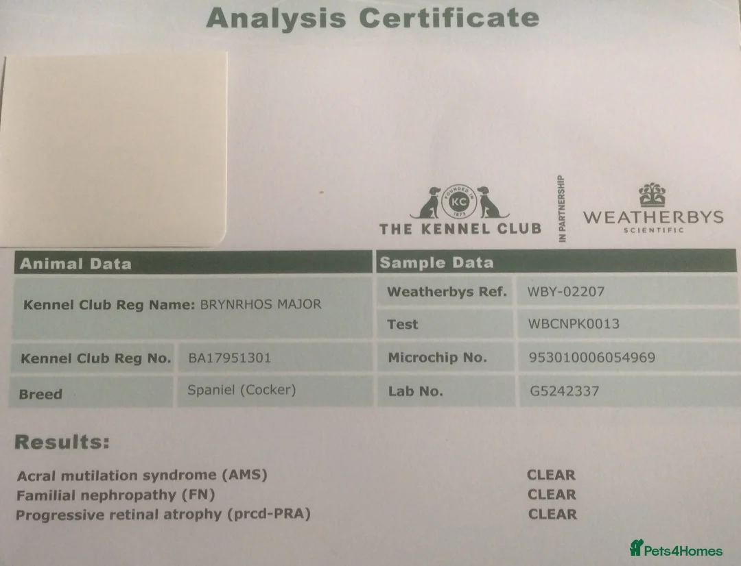 Cocker Spaniel dogs for stud: Boris (Bryn Rhos Major) for stud in Ammanford - Advert 20