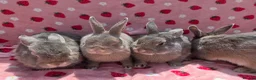 Mixed Breed rabbits for sale: Silly tame blue fawn plush mini lop - Advert 15