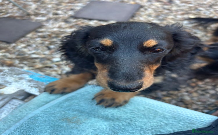 Miniature Dachshund dogs - Advert 1