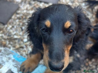 Miniature Dachshund dogs - Advert 8