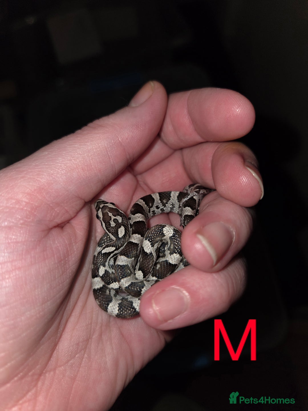 Corn Snake reptiles for sale: Hatchling Corn Snakes CB25 - Image 2