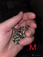 Corn Snake reptiles Hatchling Corn Snakes CB25 - Advert 2