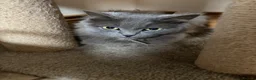 Mixed Breed cats for sale: British long hair mix kittens - Advert 4