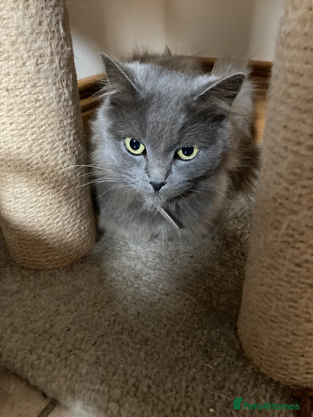 Mixed Breed cats for sale: British long hair mix kittens - Advert 4