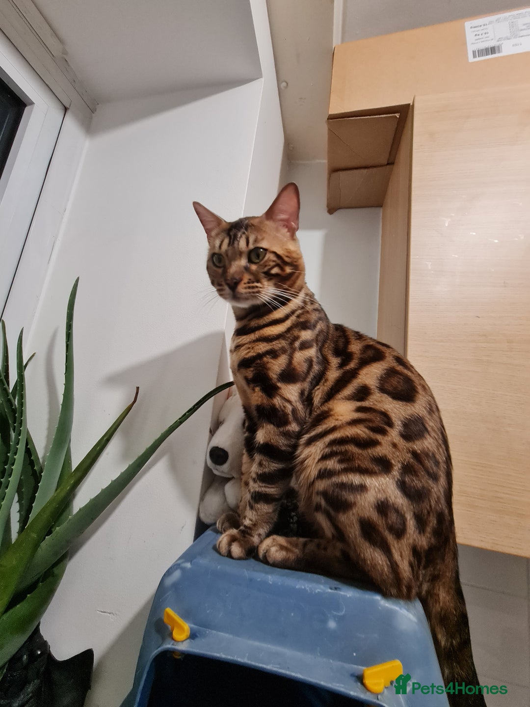 Bengal cats for sale: Mix Bengal kitten - Image 3