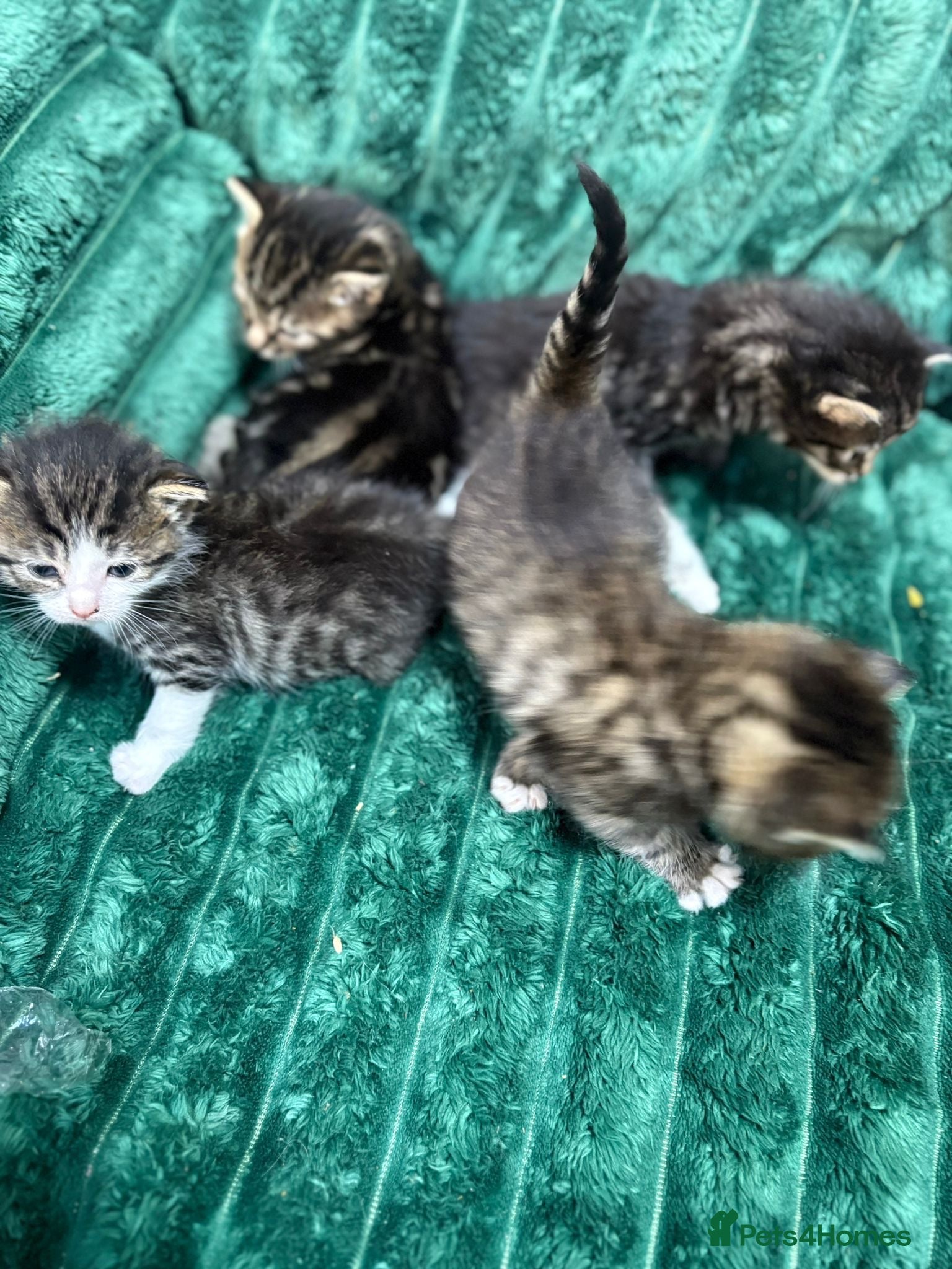 Bengal cats Adorable little bengal kittens  - Advert 17