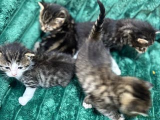 Bengal cats Adorable little bengal kittens - Advert 17