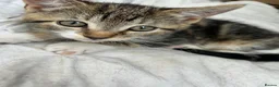 Domestic Shorthair cats for sale: Adorable tabby kittens for sale  in Birmingham - Advert 1