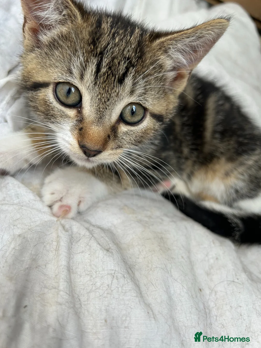 Domestic Shorthair cats for sale: Adorable tabby kittens for sale  in Birmingham - Advert 1