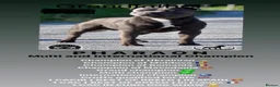 Staffordshire Bull Terrier dogs for sale: Bullscaff PIRO, pharon&bill puppies - Advert 6