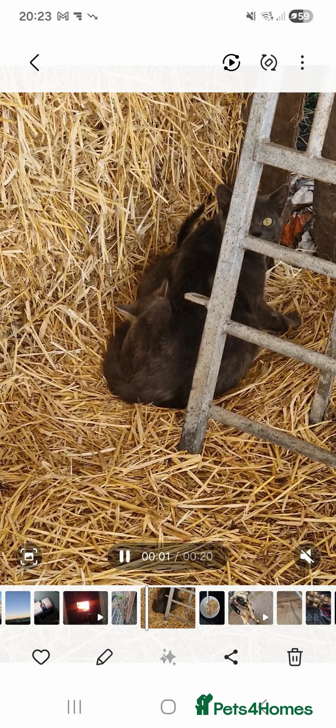 Mixed Breed cats for sale: Grey and tortoise shell kitten - Advert 4